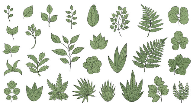 Comprehensive collection of various hand-drawn green leaf illustrations in different shapes and species on a white background.