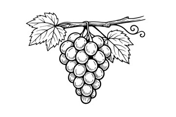 Naklejka premium Hand-drawn bunch of grapes with leaves on a vine in a simple black and white sketch style, perfect for wine labels, organic food branding, vineyard logos, and vintage botanical illustrations.