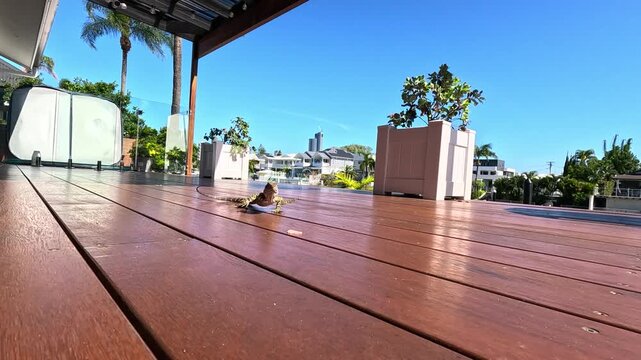 Australian water dragon lizard moves across wooden deck in residential backyard setting on sunny day.