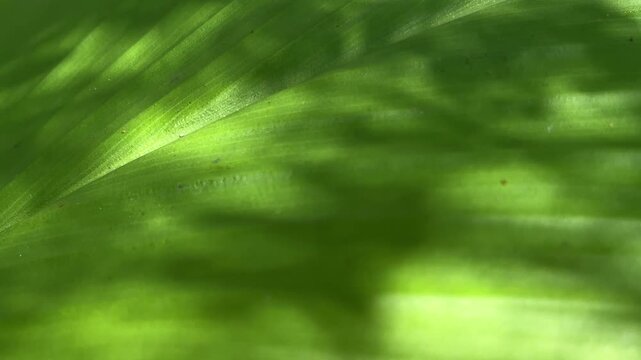 Vibrant green leaf with clear vein patterns. Natural texture highlights the leaf's structure. Fresh, healthy appearance evokes nature's vitality. Ideal for environmental, botanical, or wellness themes