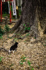 武芳稲荷大明神の猫 © JUN