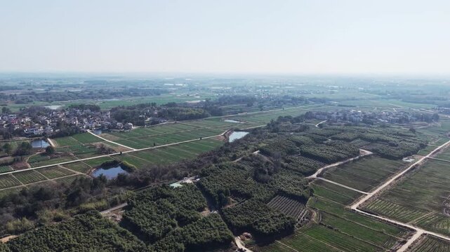 Tea garden and trees in spring