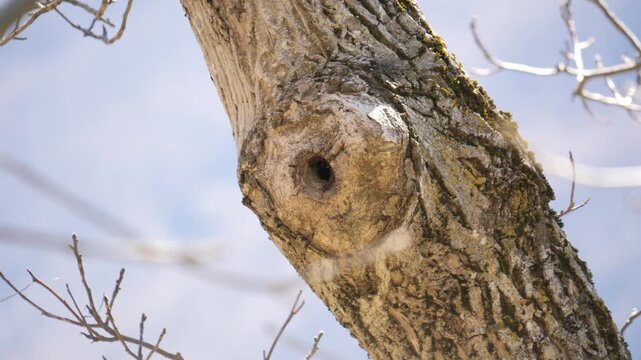 Eurasian nuthatch entering tree cavity nest, motion blur as bird flies into hollow trunk. Close-up of wildlife nesting behavior in natural forest habitat