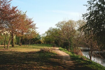 Fototapeta premium Peaceful Spring Walking Path Along Stream with Cherry Trees, Seoul
