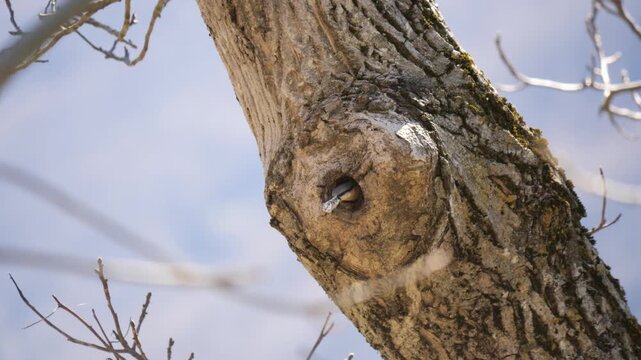 Eurasian nuthatch entering tree cavity nest, motion blur as bird flies into hollow trunk. Close-up of wildlife nesting behavior in natural forest habitat