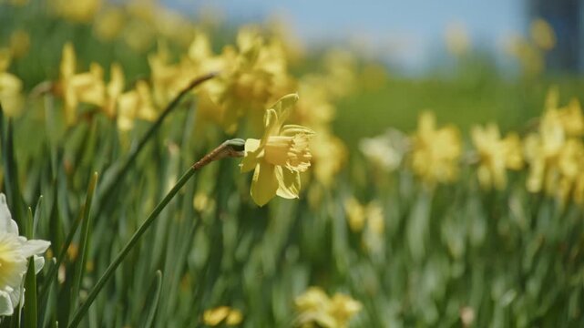 Macro shot of yellow daffodils in full bloom in a Halifax public park during spring. Nova Scotia, Canada, vibrant flowers under bright sunlight, symbol of spring season and nature rebirth 4K