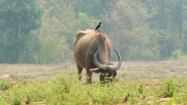 Asian buffalo on free-range grazing at farm field in Thailand, animal enjoying chewing straw at meadow while Myna starling sitting on animal back waiting and hunting for blood-sucking insects.