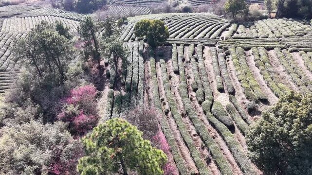 Tea garden in spring