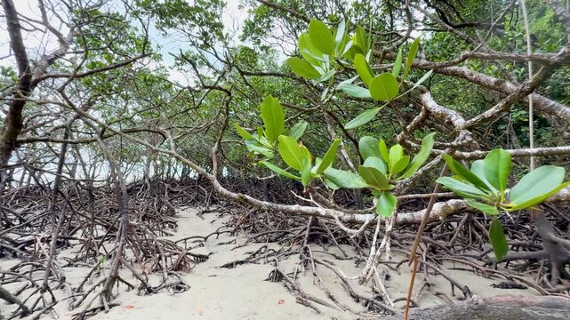 Cinematic shot of lush green mangrove trees and aerial roots on tropical sandy beach during low tide in coastal ecosystem.