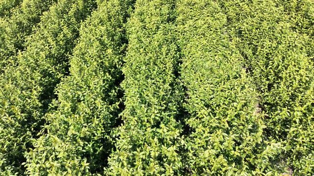 Tea garden in spring