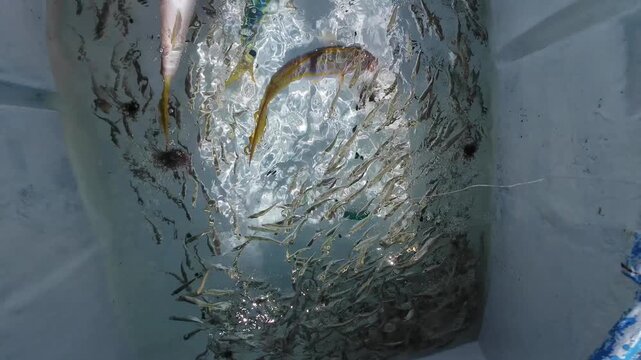 Dynamic tilt down shot on speeding fishing boat revealing a live bait well with yellowtail snappers in the turquoise waters of Venezuela