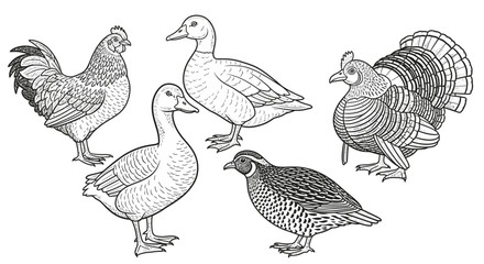 Obraz premium Group of domestic farm birds standing.