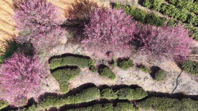 Tea garden in spring