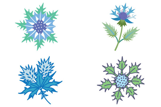 Sea Holly Vector Illustration - Botanical Plant Graphic