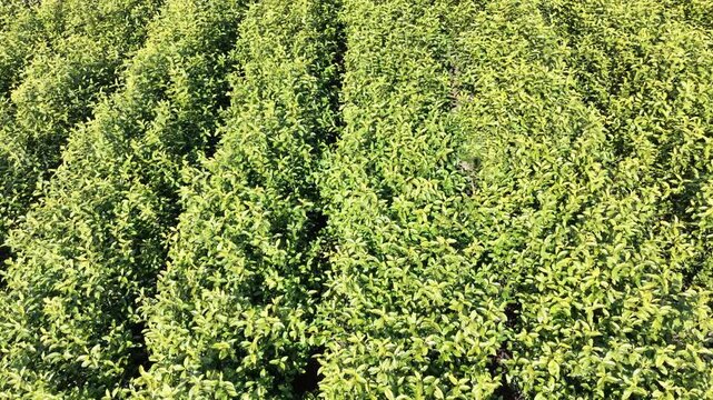 Tea garden in spring