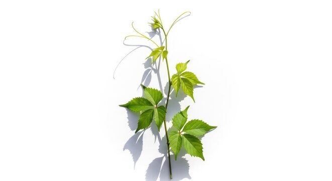 Virginia Creeper Vine on White Background - A Study in Green and Light.