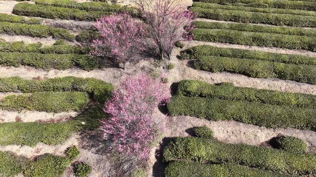 Tea garden in spring