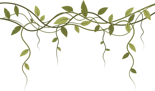 Vibrant green vines with leaves cascading down, creating a natural decorative border for a jungle or tropical theme