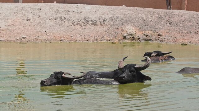 Asian water buffalo (Bubalus bubalis) swimming in murky water