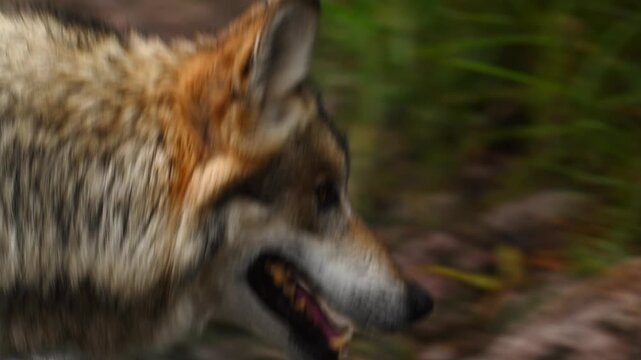 Close-up profile of a wild Mexican wolf observing its surroundings