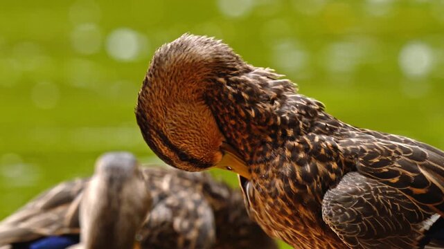 Female mallard duck preening against a blurred green background