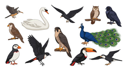 Obraz premium Dynamic collection of various bird species featuring a graceful swan, wise owl, vibrant peacock, puffin, toucan, and falcon, perfect for educational content and nature themed projects.