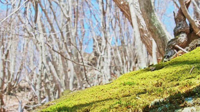 山道で偶然目にした美しい景色