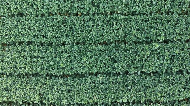 aerail view of farm land