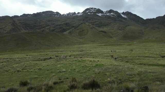 View from a train traveling through Peru, featuring snow-capped Andes Mountains in the distance, vibrant green highland meadows below, and local llamas grazing peacefully in the landscape