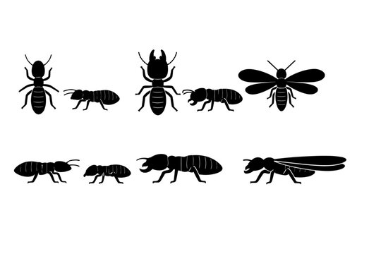 Collection of Black Termite Insect Silhouettes Illustrating Different Colony Castes such as Worker, Soldier with Mandibles, and Winged Alate Swarmer for Pest Control and Entomology Education