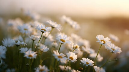 Field of white daisies glowing in golden hour sunlight, peaceful nature landscape © Firadoaw