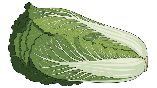 Large fresh napa cabbage with detailed leaf textures and veins shown in a colorful organic illustration on white.