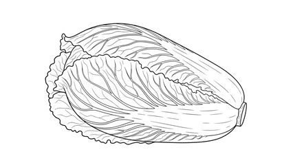 Fototapeta premium Detailed black and white line drawing of a fresh napa cabbage shows the texture of its leafy layers and vegetable structure.
