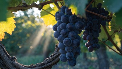 Fototapeta premium Purple grapes hanging from vine with sunlight filtering through leaves