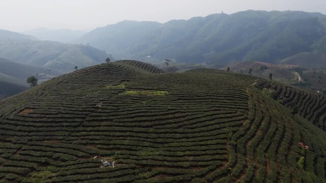Aerial panorama over layered tea fields and mountain ridgelines in Muong Khoa, Lai Chau, Vietnam, in soft morning haze.