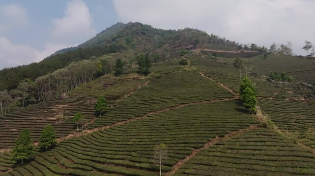 Aerial push forward across terraced tea rows with lone trees and a valley view in Muong Khoa, Lai Chau, Vietnam.