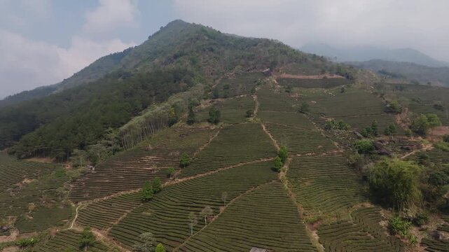 Low aerial drift over tea rows with rocks and shrubs on a hillside in Muong Khoa, Lai Chau, Vietnam.