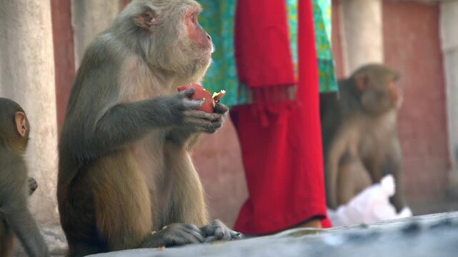 Macaque monkey eating an apple, Kathmandu, Nepal
