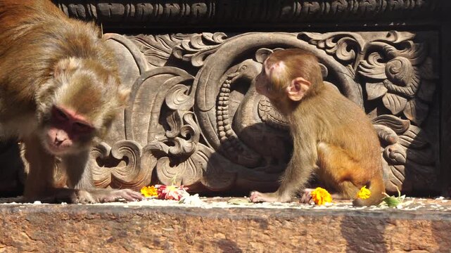Mother and baby Maquace monkeys eating