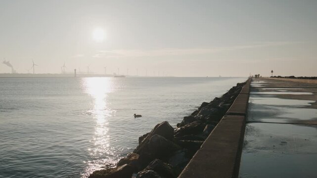 Two ducks at harbor entrance in Hoek van Holland during sunset with one swimming and one taking off over calm water with bright sun reflection