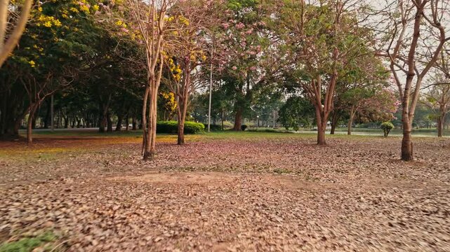 Aerial view moves forward at low altitude gliding between symmetrical rows of thin trees while pink and yellow blossoms carpet the forest floor beneath soft morning light in peaceful Thailand park