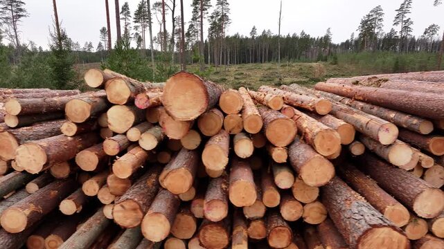 A large pile of round timber with a forest clearing in the background. Europe. Latvia. Aerial video.
