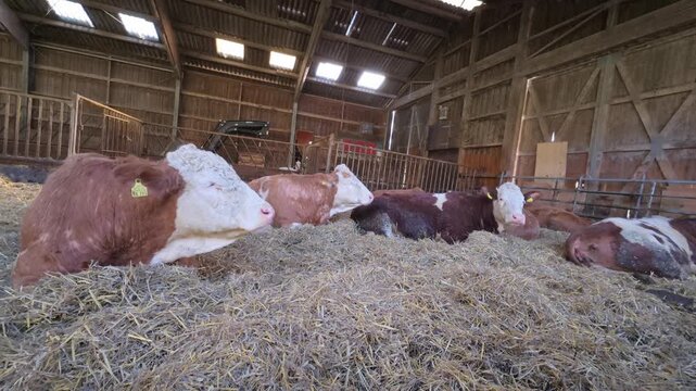 Several cows resting on straw inside a wooden barn while calmly chewing cud in a quiet agricultural indoor farm environment