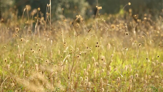 An open field on sunny day of foxtail plants. Background of meadow of high dried grass. Beautiful wild flowers yellow, green and gold in the countryside. Tuscany Italy during hot summer day outdoor