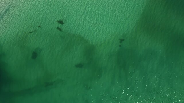 Gentle ripples create patterns on the turquoise waters near Bradenton Beach. Perfect for projects emphasizing tranquility, nature, or coastal environments.