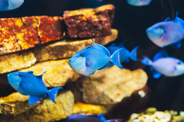 Red-toothed triggerfish Odonus niger . Marine fish. © Anastasia