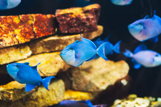 Red-toothed triggerfish Odonus niger . Marine fish.