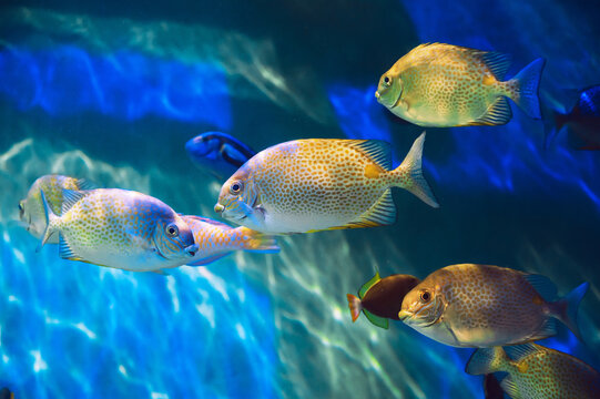 A photo of an orange-spotted spikefish swimming in an aquarium. This fish is also called a rabbit goldfish.