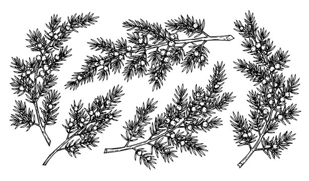 Vintage juniper botanical illustration vector set with hand drawn branches and berries in black and white