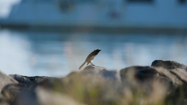 Eye level Bird in focus, by the ocean in front of boat